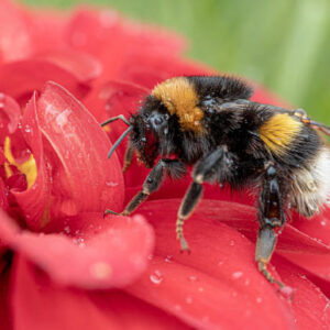 Study: Bumblebees Can Be Trained to Read Simple ‘Morse Code’