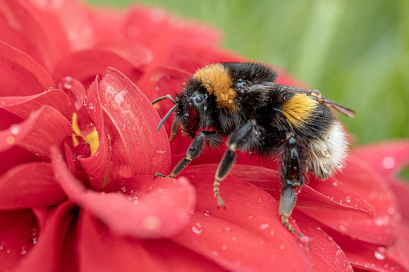 Study: Bumblebees Can Be Trained to Read Simple ‘Morse Code’