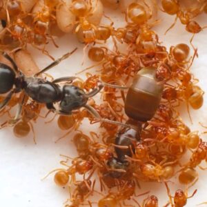 ‘Nothing but a nightmare’: Worker ants are tricked into murdering their mom by an imposter queen — who quickly takes the throne for herself