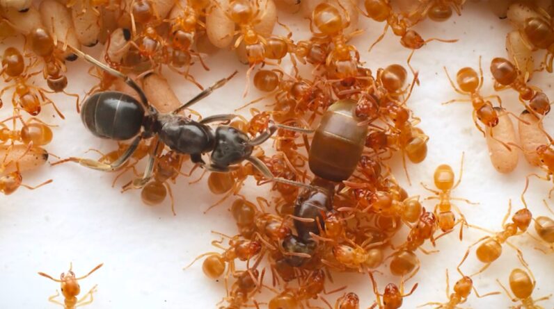 ‘Nothing but a nightmare’: Worker ants are tricked into murdering their mom by an imposter queen — who quickly takes the throne for herself