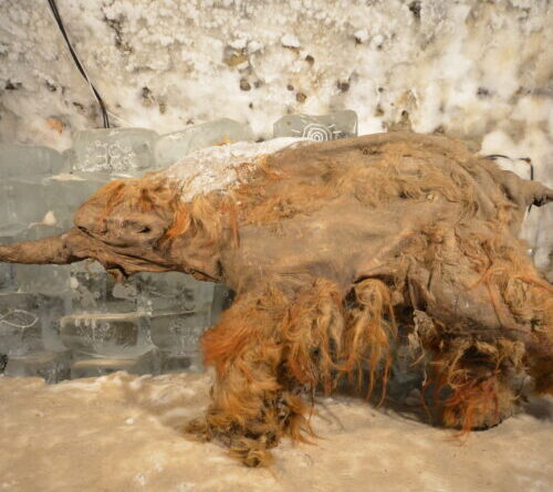 World’s oldest RNA extracted from Ice Age woolly mammoth