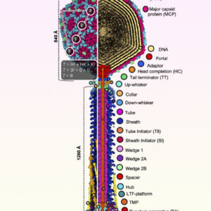 Scientists Explore Structure of Bacteriophage