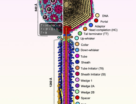 Scientists Explore Structure of Bacteriophage