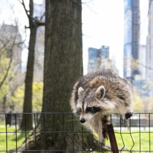 Human trash is ‘kick-starting’ the domestication of city-dwelling raccoons, study suggests