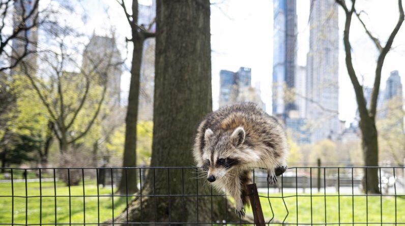 Human trash is ‘kick-starting’ the domestication of city-dwelling raccoons, study suggests