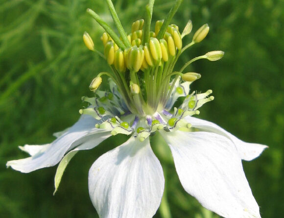 Black Cumin Has Anti-Obesity Benefits, New Study Shows