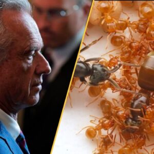 Science news this week: The CDC in turmoil, NASA releases anticipated 3I/ATLAS images, and how to thwart an insect apocalypse