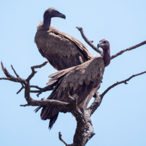 Why do vultures circle?