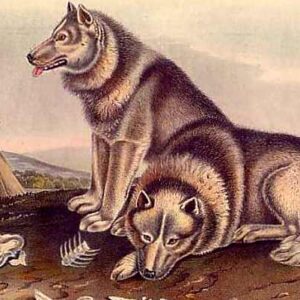 Ancient Humans Introduced Wolves to Remote Baltic Sea Island 5,000 Years Ago