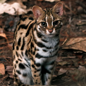 People in China lived alongside ‘chicken-killing tigers’ long before domestic cats arrived