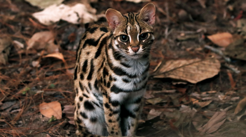 People in China lived alongside ‘chicken-killing tigers’ long before domestic cats arrived