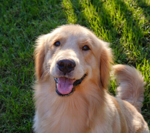 Many genes associated with dog behavior influence human personalities, too