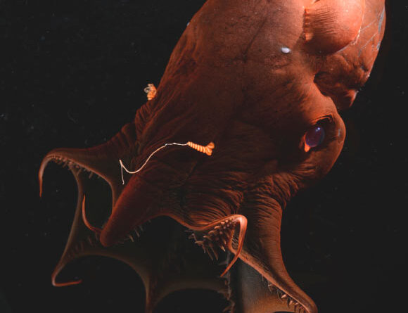 Scientists Sequence Genome of Vampire Squid