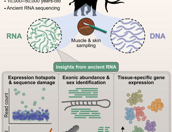 RNA Molecules Found Preserved in 39,000-Year-Old Woolly Mammoth Tissues