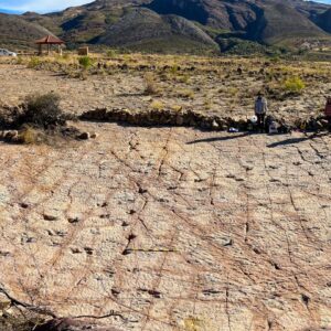 18,000 dinosaur tracks discovered along ancient Bolivian coastline — and they set a new record