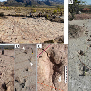 Fossil Site in Bolivia Records Thousands of Cretaceous Dinosaur Tracks, Tail Traces, and Swim Tracks