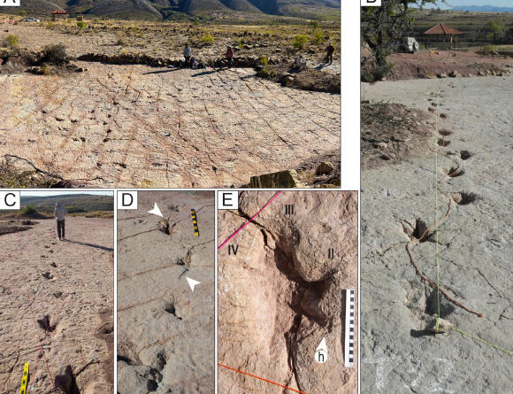 Fossil Site in Bolivia Records Thousands of Cretaceous Dinosaur Tracks, Tail Traces, and Swim Tracks