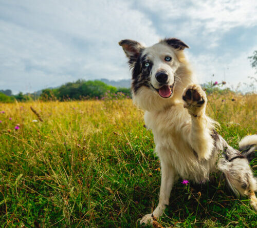 Why is my dog like this? Current DNA tests won’t explain it to you.