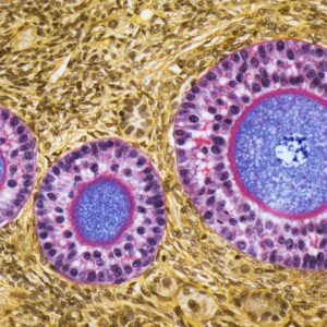 Could aging eggs be ‘rejuvenated’? New tool may help pave the way to fertility-extending treatments