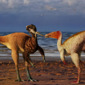 Two Species of Coelurosaurs Co-Existed in Cretaceous-Era Brazil