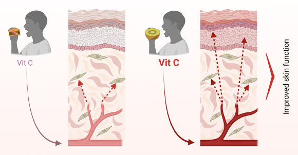 Collagen Production and Skin Renewal Directly Respond to Amount of Vitamin C We Consume: Study