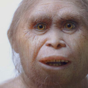 Climate Change Played Key Role in Extinction of Homo floresiensis