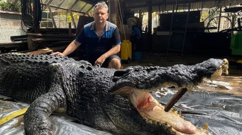 Cassius the giant crocodile died from sepsis after 40-year-old dormant infection burst from ‘abscess,’ necropsy reveals