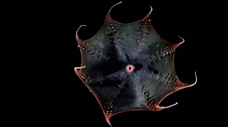Scientists finally sequence the vampire squid’s huge genome, revealing secrets of the ‘living fossil’