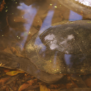 Can a turtle tuck its head all the way inside its shell?