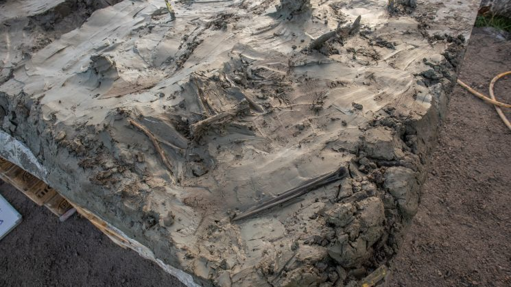 5,000-year-old dog skeleton and dagger buried together in Swedish bog hint at mysterious Stone Age ritual