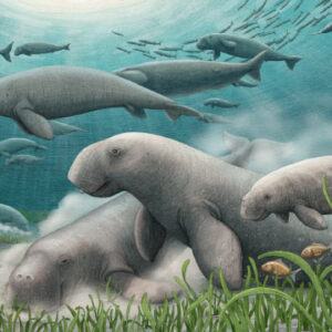Sea Cow Communities Have Engineered Arabian Gulf’s Seagrass Ecosystems for Over 20 Million Years