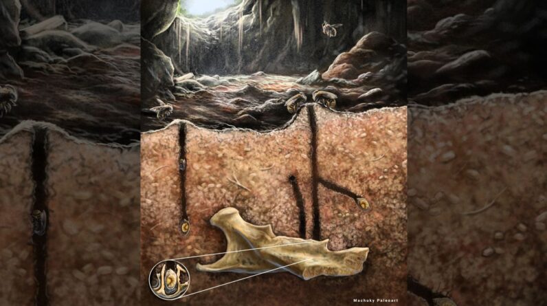 Ancient burrowing bees made their nests in the tooth cavities and vertebrae of dead rodents, scientists discover