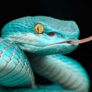Snakes’ mind-bending ‘heat vision’ inspires scientists to build a 4K imaging system that could one day fit into your smartphone