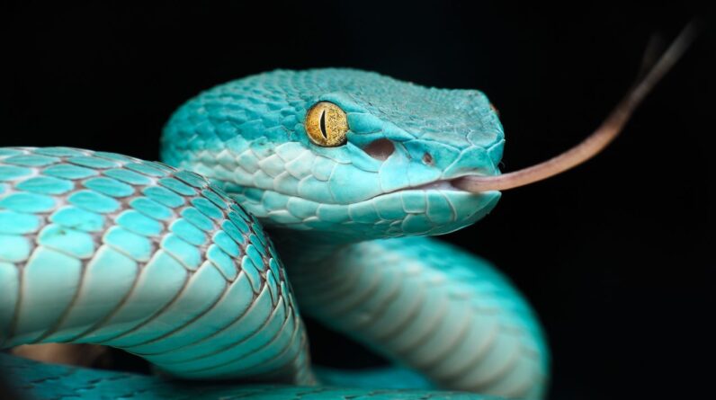 Snakes’ mind-bending ‘heat vision’ inspires scientists to build a 4K imaging system that could one day fit into your smartphone