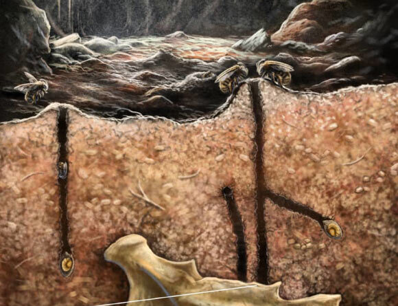 Paleontologists Discover First-Known Instance of Ancient Bees Nesting inside Vertebrate Fossils
