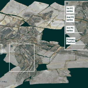 Jurassic Dinosaur Fossils Shed Light on Evolution of Flight