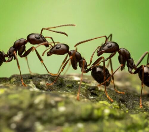 The evolution of expendability: Why some ants traded armor for numbers
