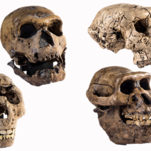 Scientists claim ‘Lucy’ may not be our direct ancestor after all, stoking fierce debate