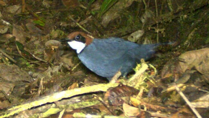 New Species of Bird Discovered in Papua New Guinea