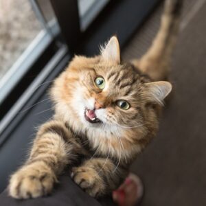 Cats meow more at men to get their attention, study suggests