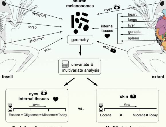 Study Sheds New Light on Evolutionary Success of Frogs