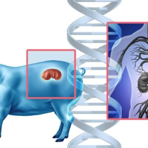 ‘The ban assumed the danger was making pigs too human’: Why human organs aren’t grown in pigs in the US