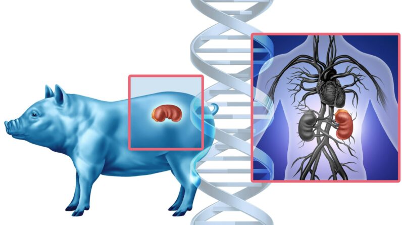 ‘The ban assumed the danger was making pigs too human’: Why human organs aren’t grown in pigs in the US