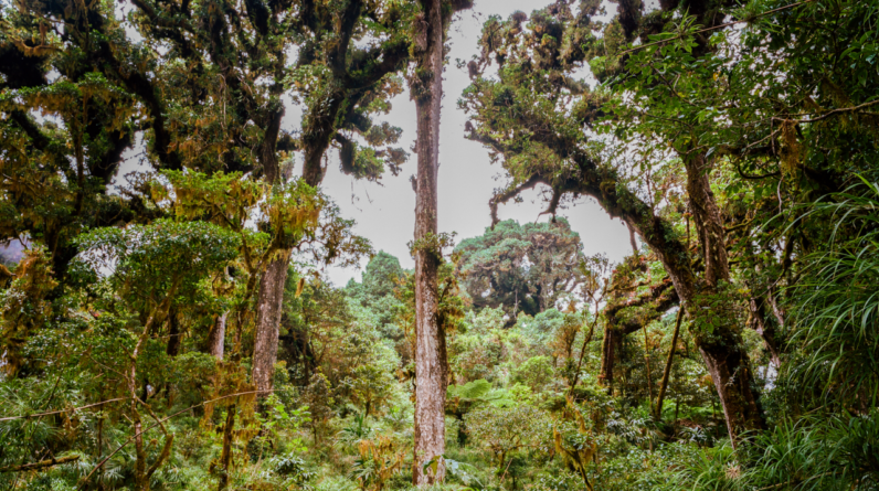 Trees in Panama’s tropical forests are growing longer roots in the face of drought