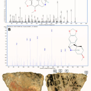 60,000-Year-Old Poisoned Arrowheads Found in South Africa