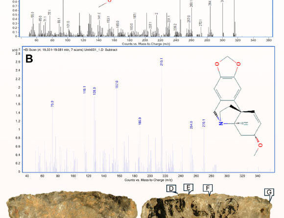 60,000-Year-Old Poisoned Arrowheads Found in South Africa