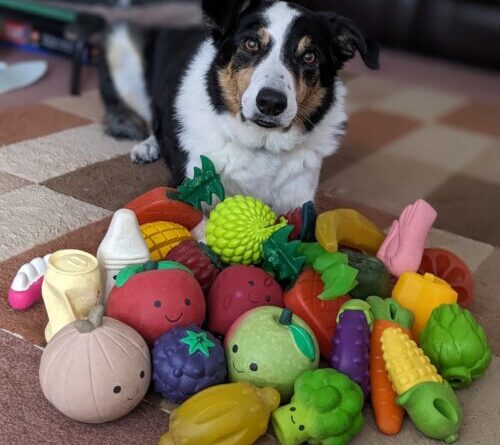 These dogs eavesdrop on their owners to learn new words