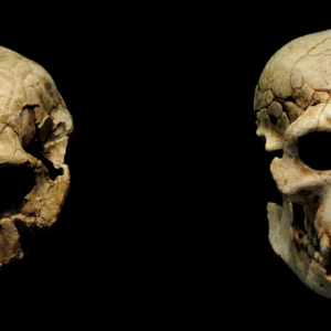 Homo erectus wasn’t the first human species to leave Africa 1.8 million years ago, fossils suggest