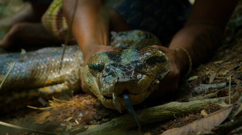 Never-before-seen footage captures moment scientists find new, giant anaconda species in Amazon