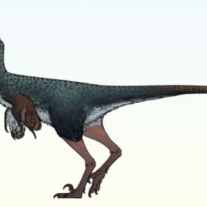 Thick-Skulled Troodontid Dinosaur Unearthed in Mexico